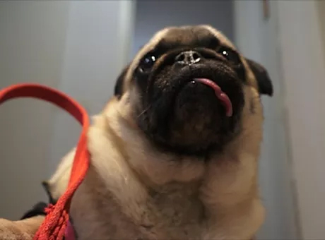 escape room Carlinos